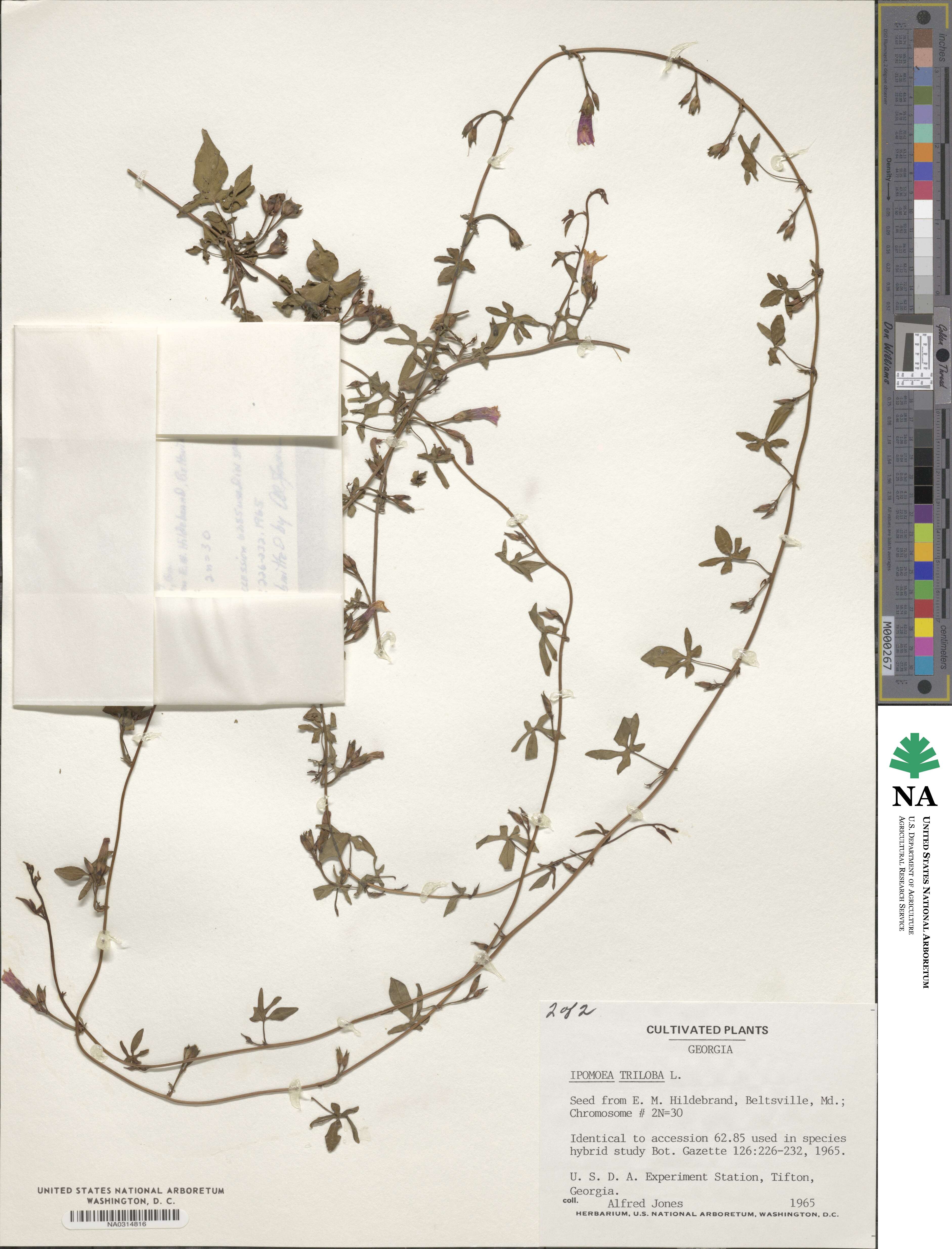 Ipomoea triloba image