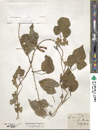 Ipomoea trifida image