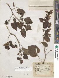 Ipomoea corymbosa image