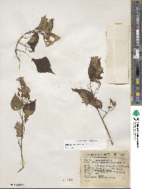 Ipomoea corymbosa image