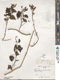 Ipomoea corymbosa image