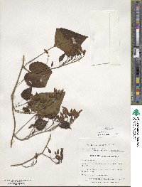 Ipomoea corymbosa image