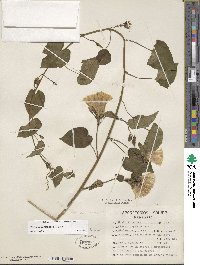 Ipomoea corymbosa image