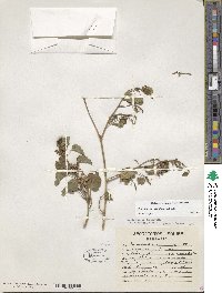 Ipomoea corymbosa image