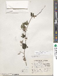 Ipomoea corymbosa image