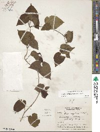 Ipomoea corymbosa image