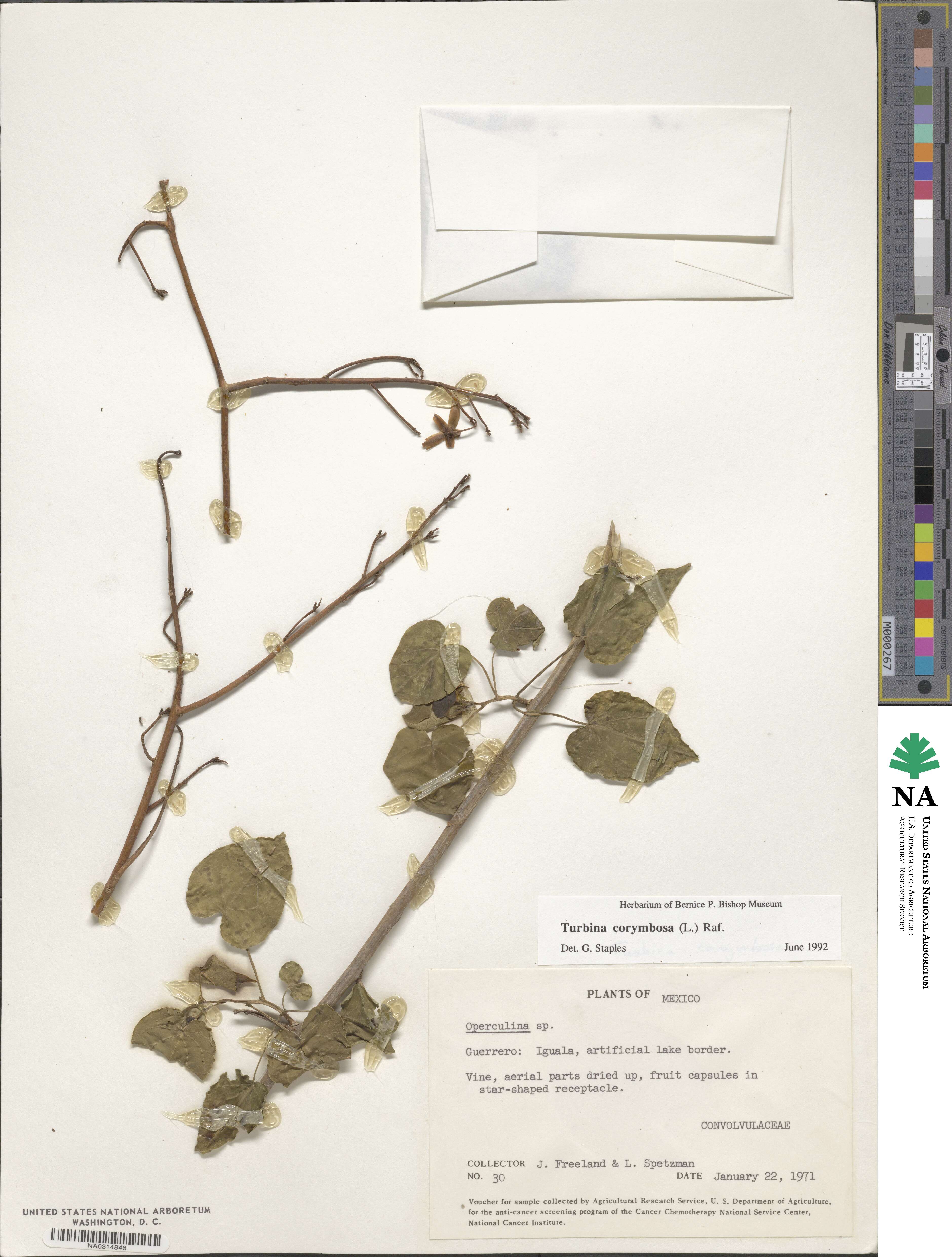 Ipomoea corymbosa image