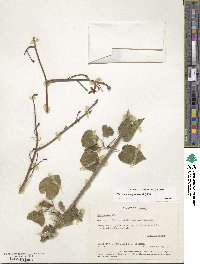 Ipomoea corymbosa image