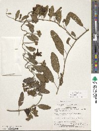 Aniseia luxurians image