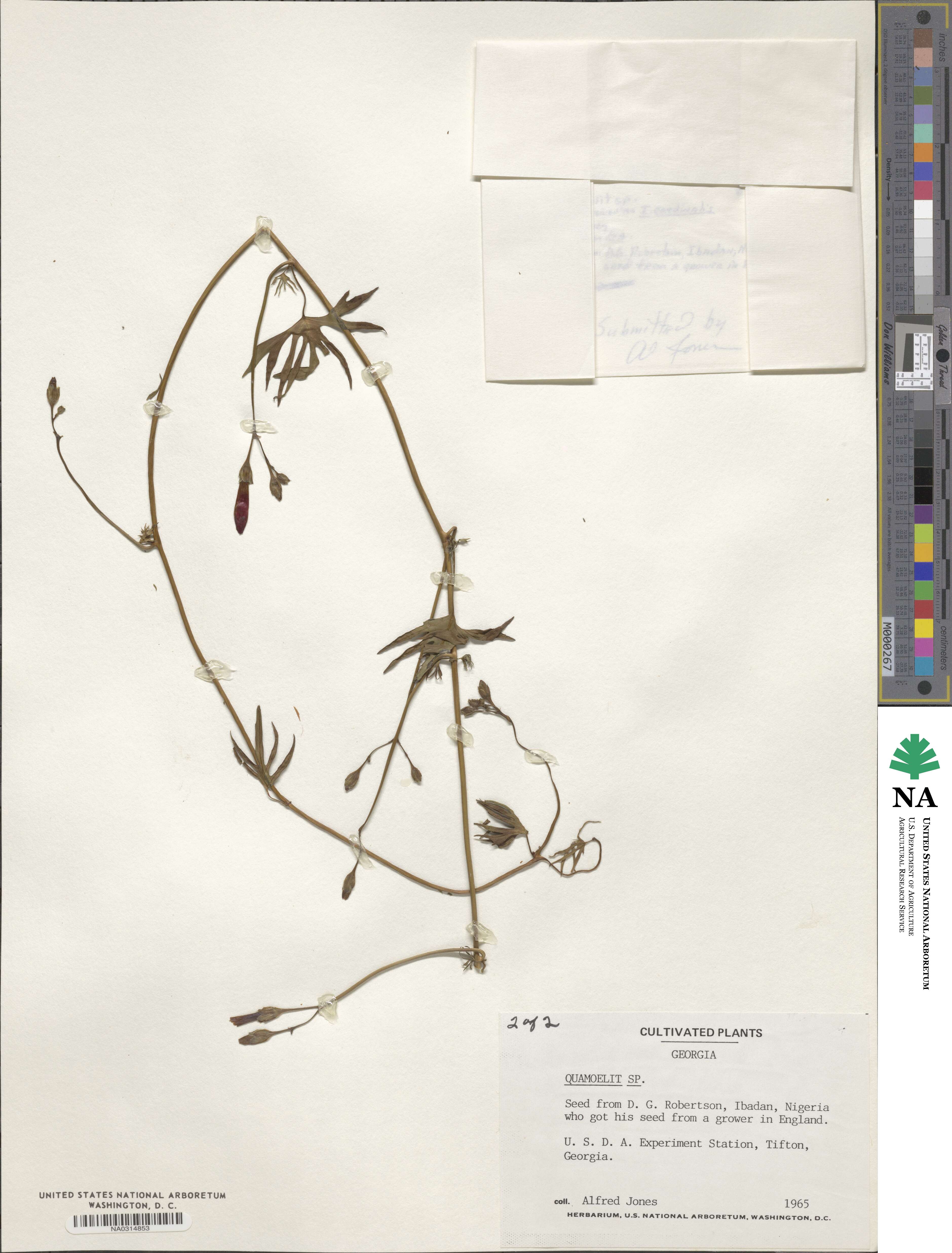 Quamoclit image