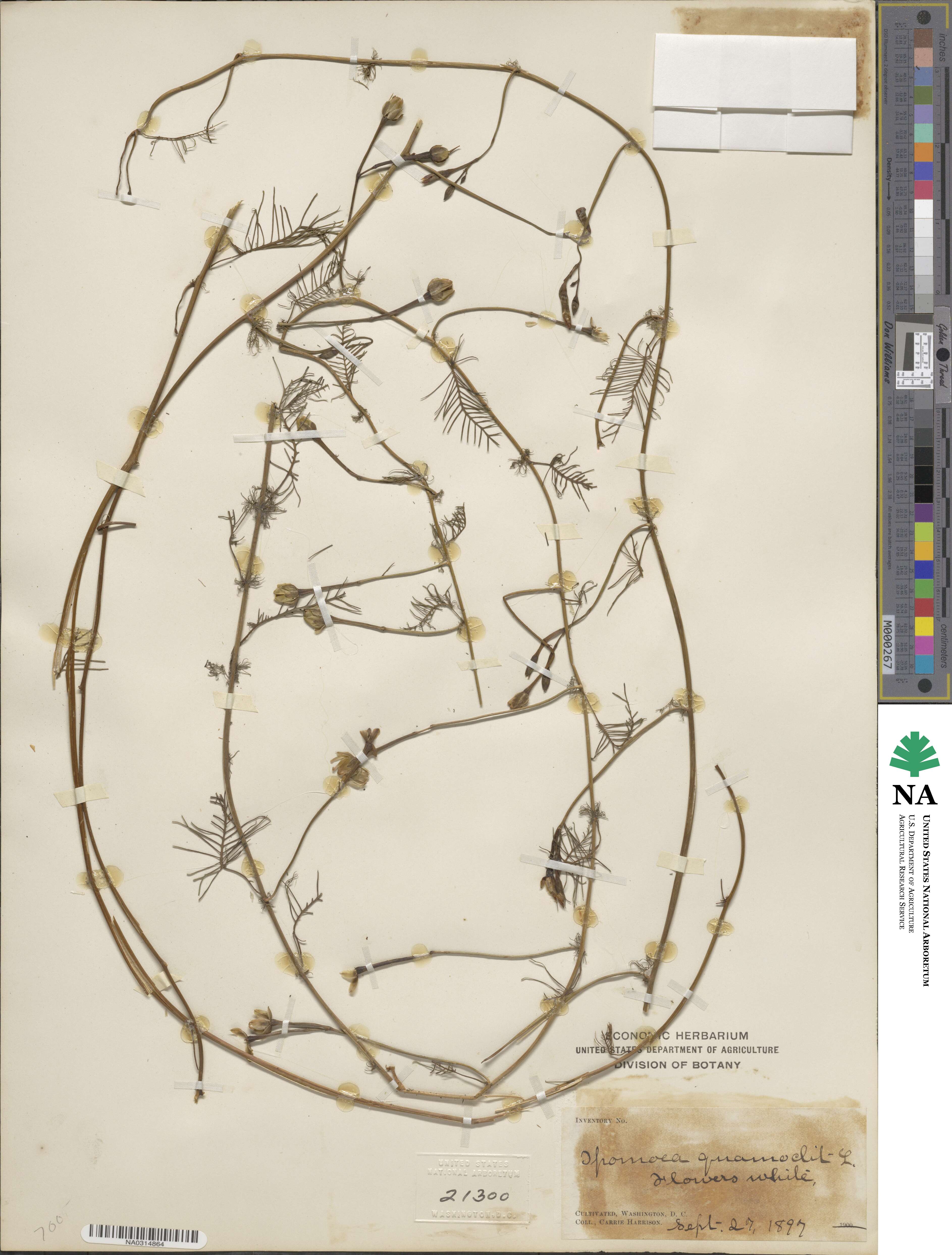 Ipomoea quamoclit image