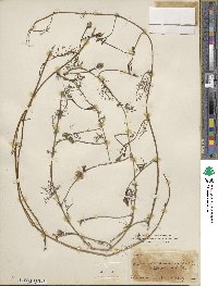 Ipomoea quamoclit image