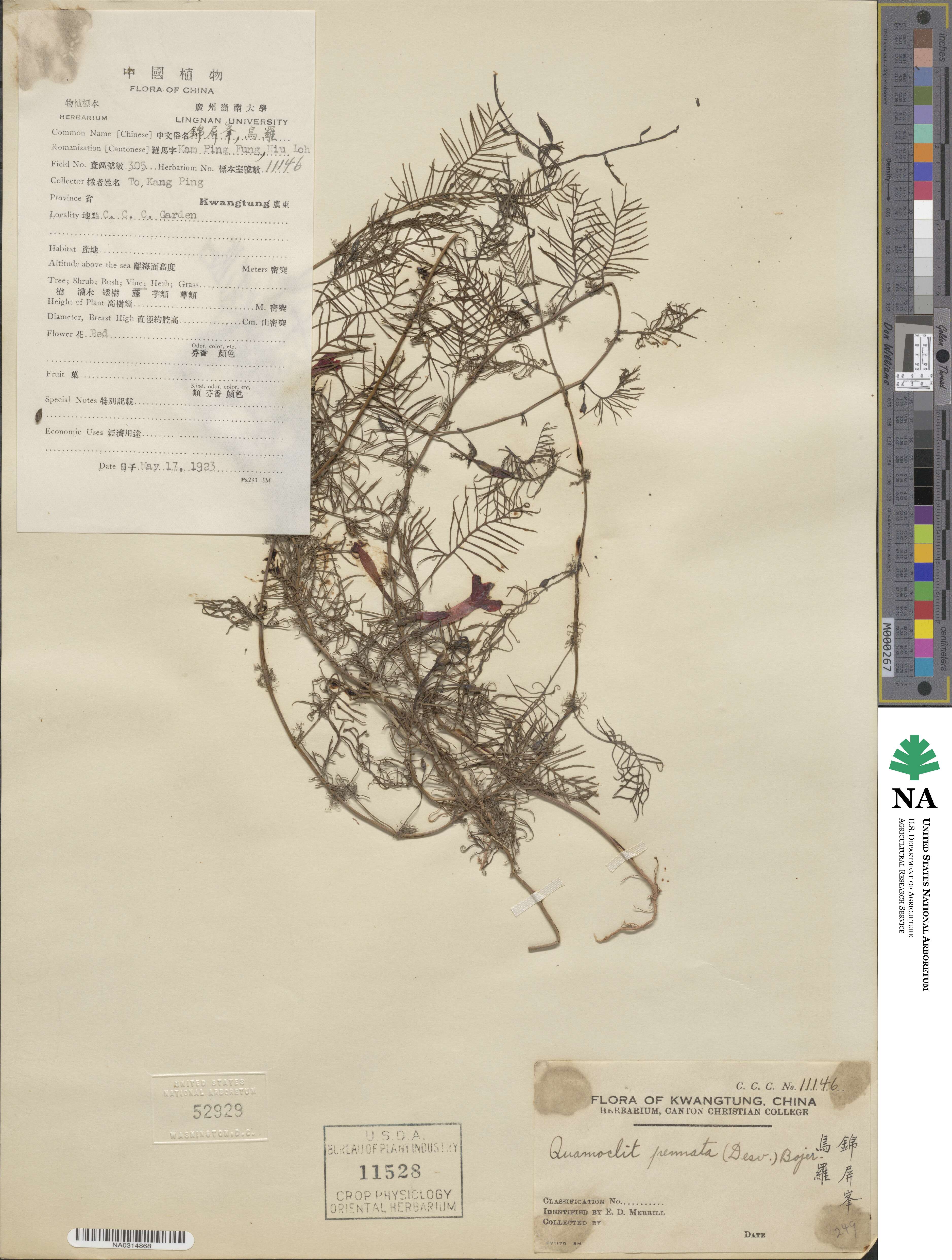 Ipomoea quamoclit image