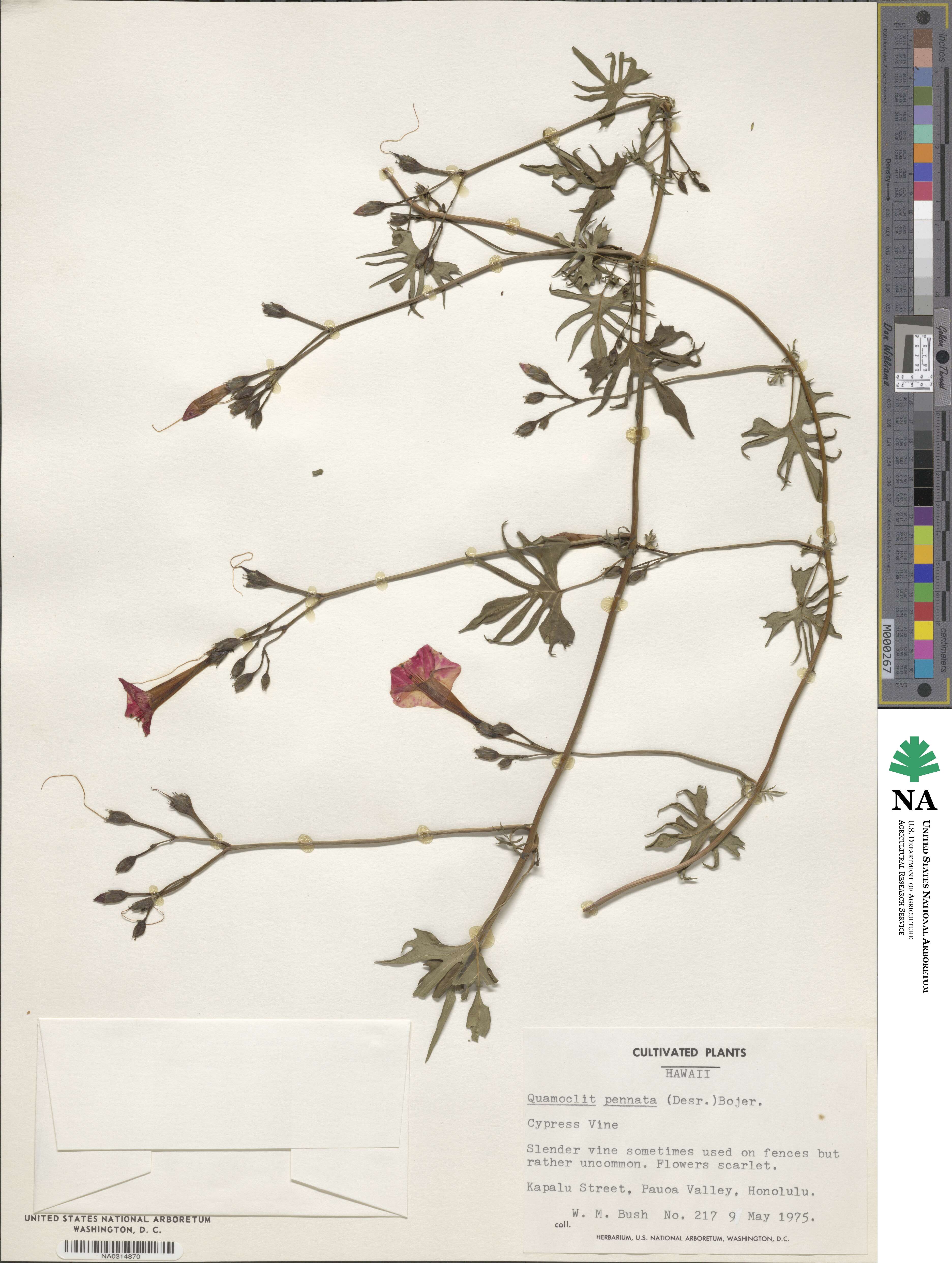 Ipomoea quamoclit image