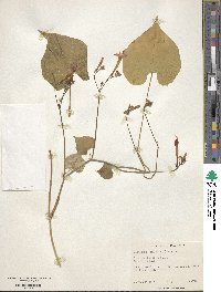 Ipomoea coccinea image