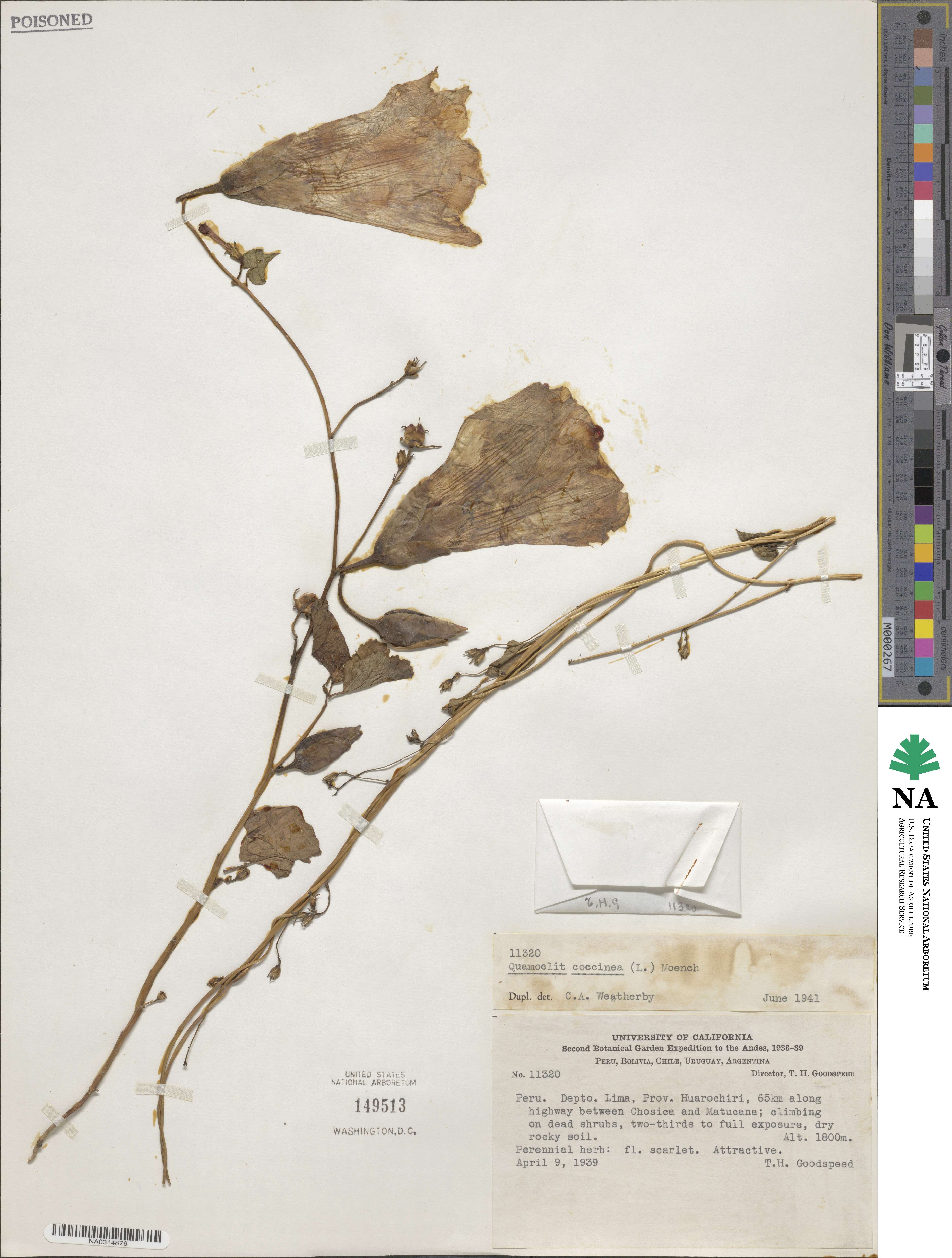 Ipomoea coccinea image