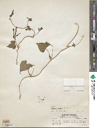 Ipomoea coccinea image