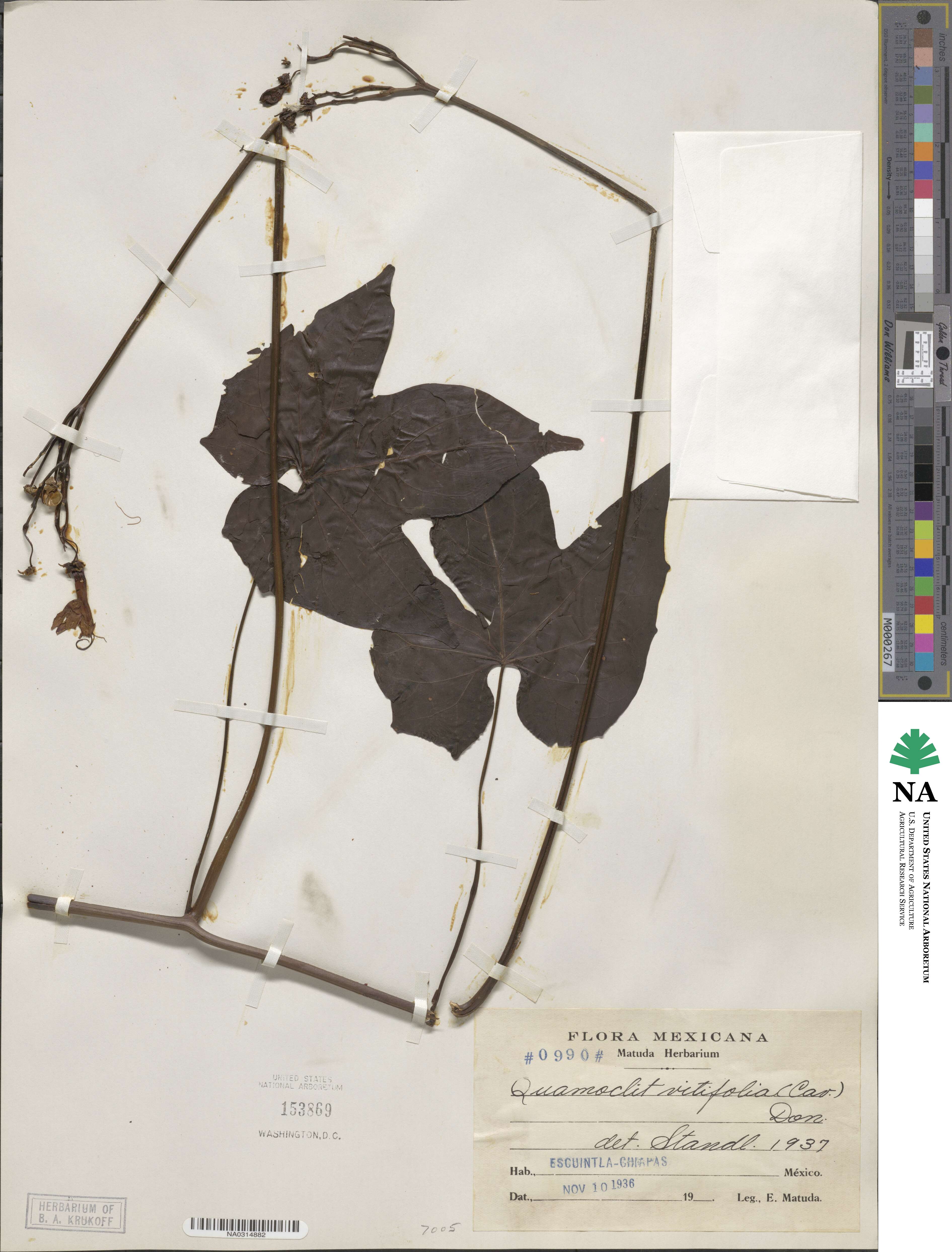 Ipomoea neei image