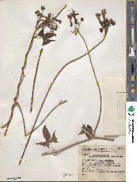 Ipomoea neei image