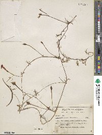 Ipomoea quamoclit image