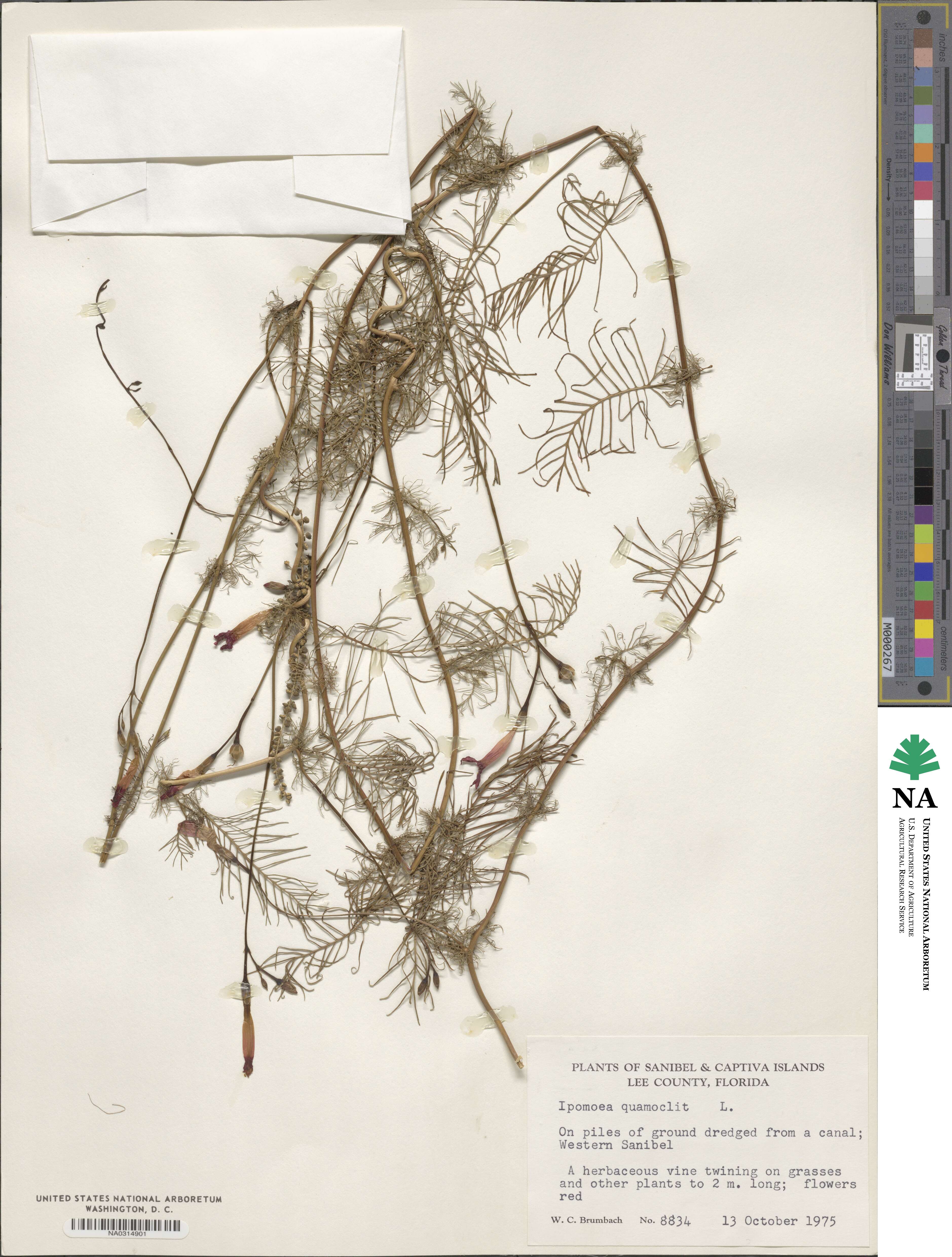 Ipomoea quamoclit image