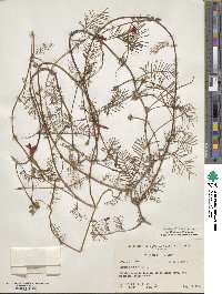 Ipomoea quamoclit image