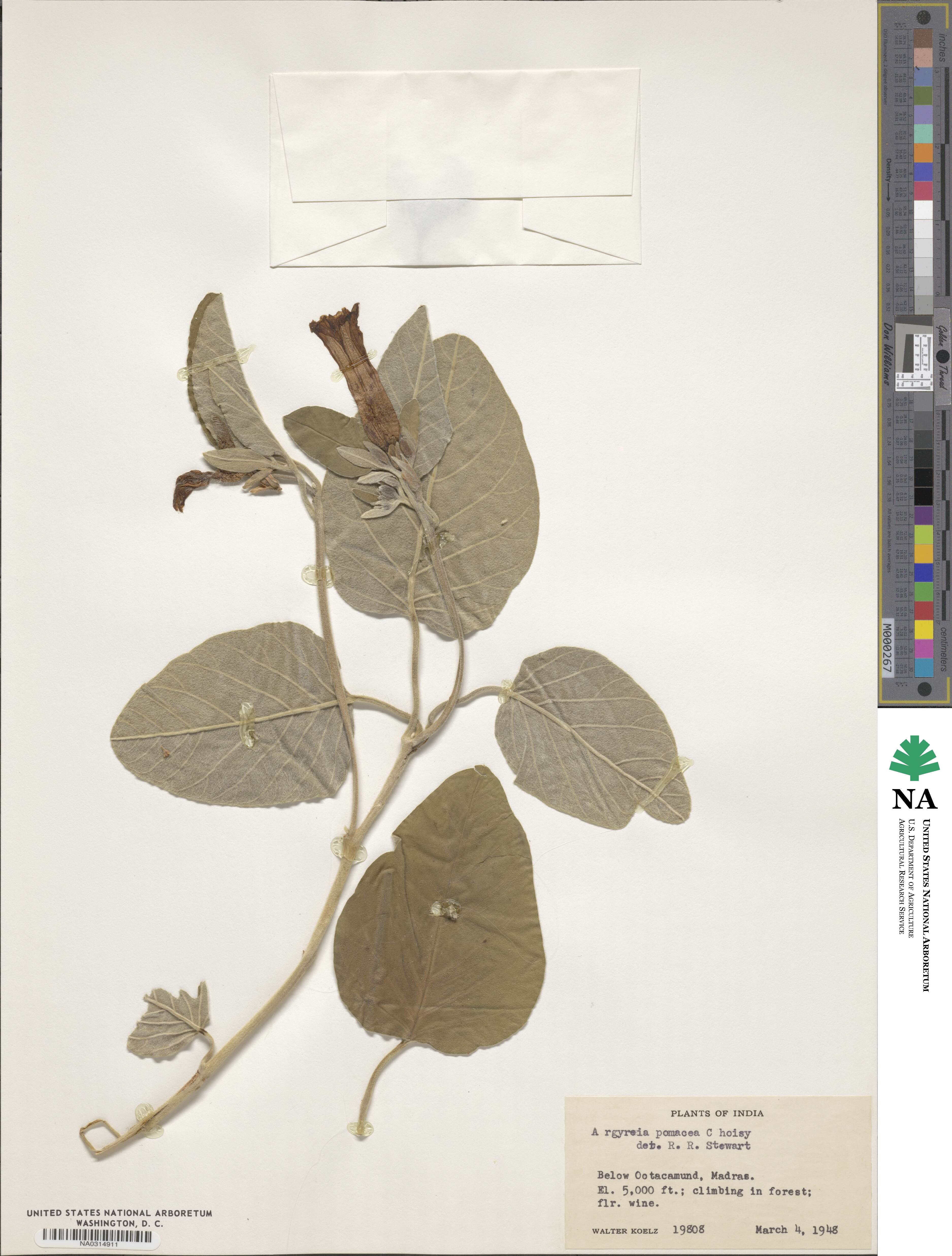 Ipomoea zeylanica image