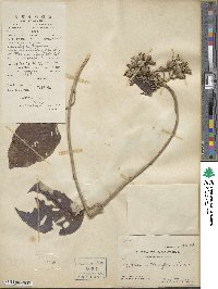 Ipomoea obtusifolia image