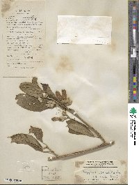 Ipomoea obtusifolia image