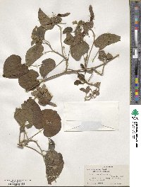 Ipomoea cymulosa image