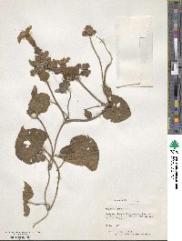 Ipomoea cymulosa image