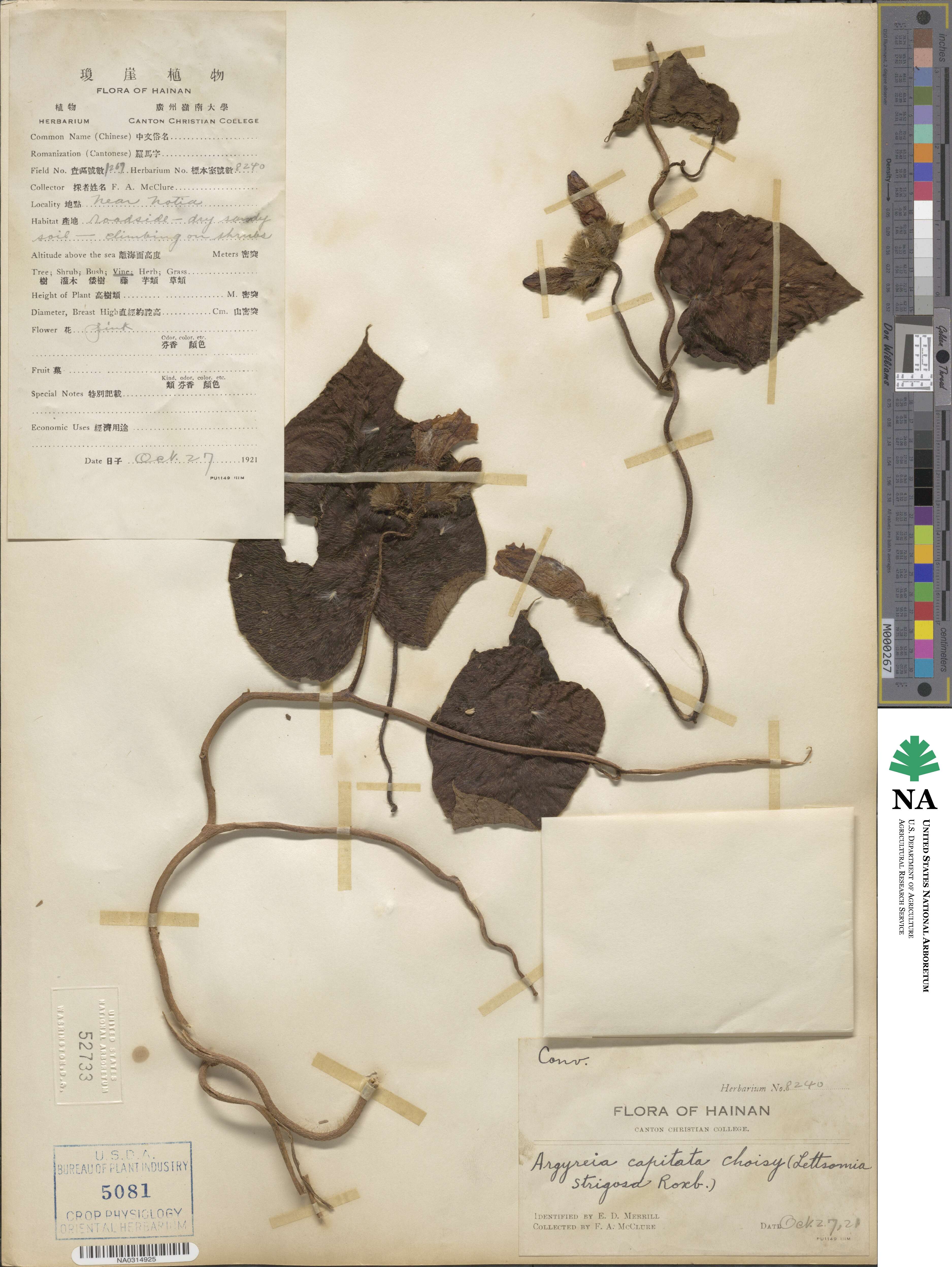 Ipomoea capitiformis image