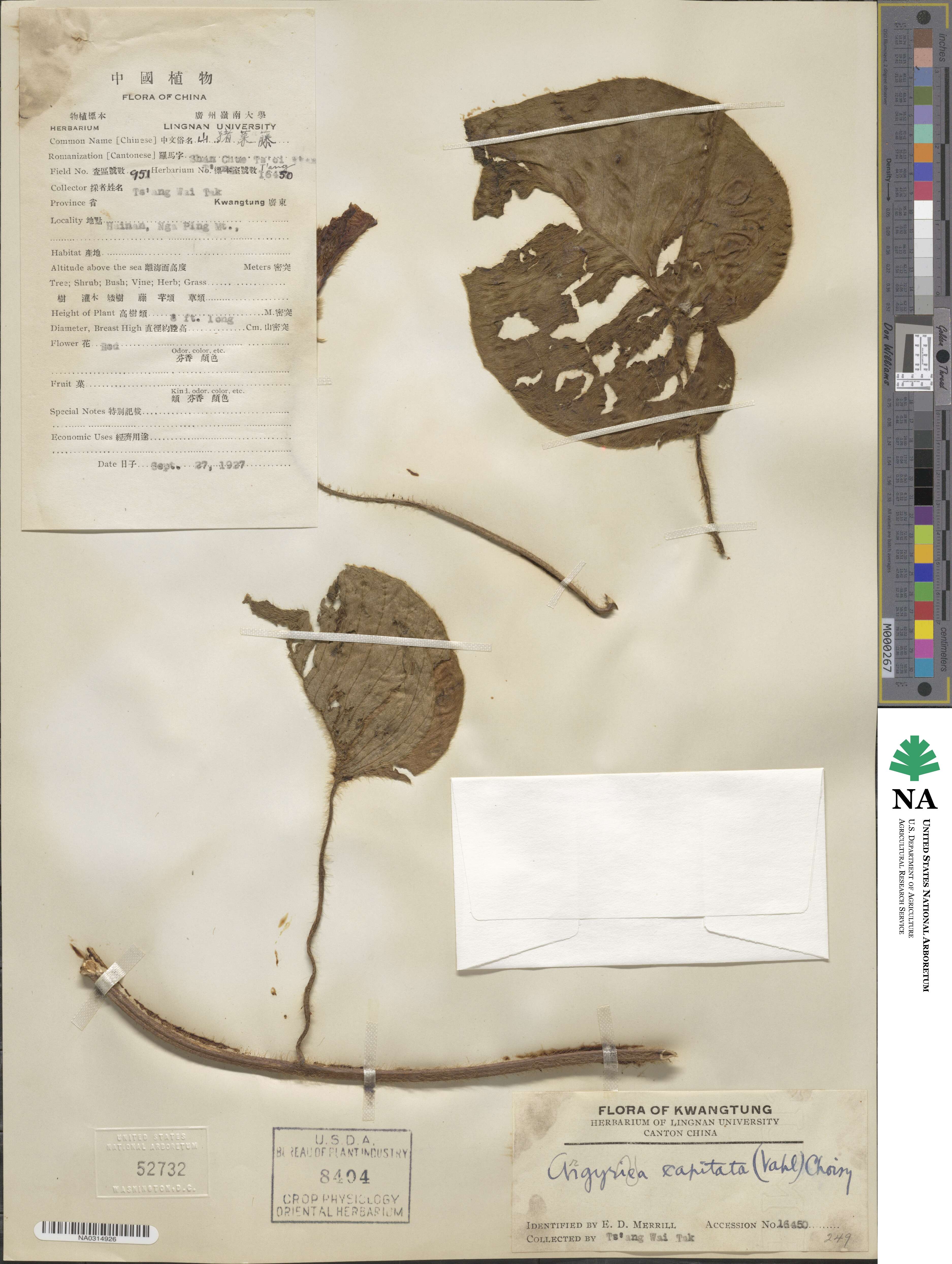 Ipomoea capitiformis image