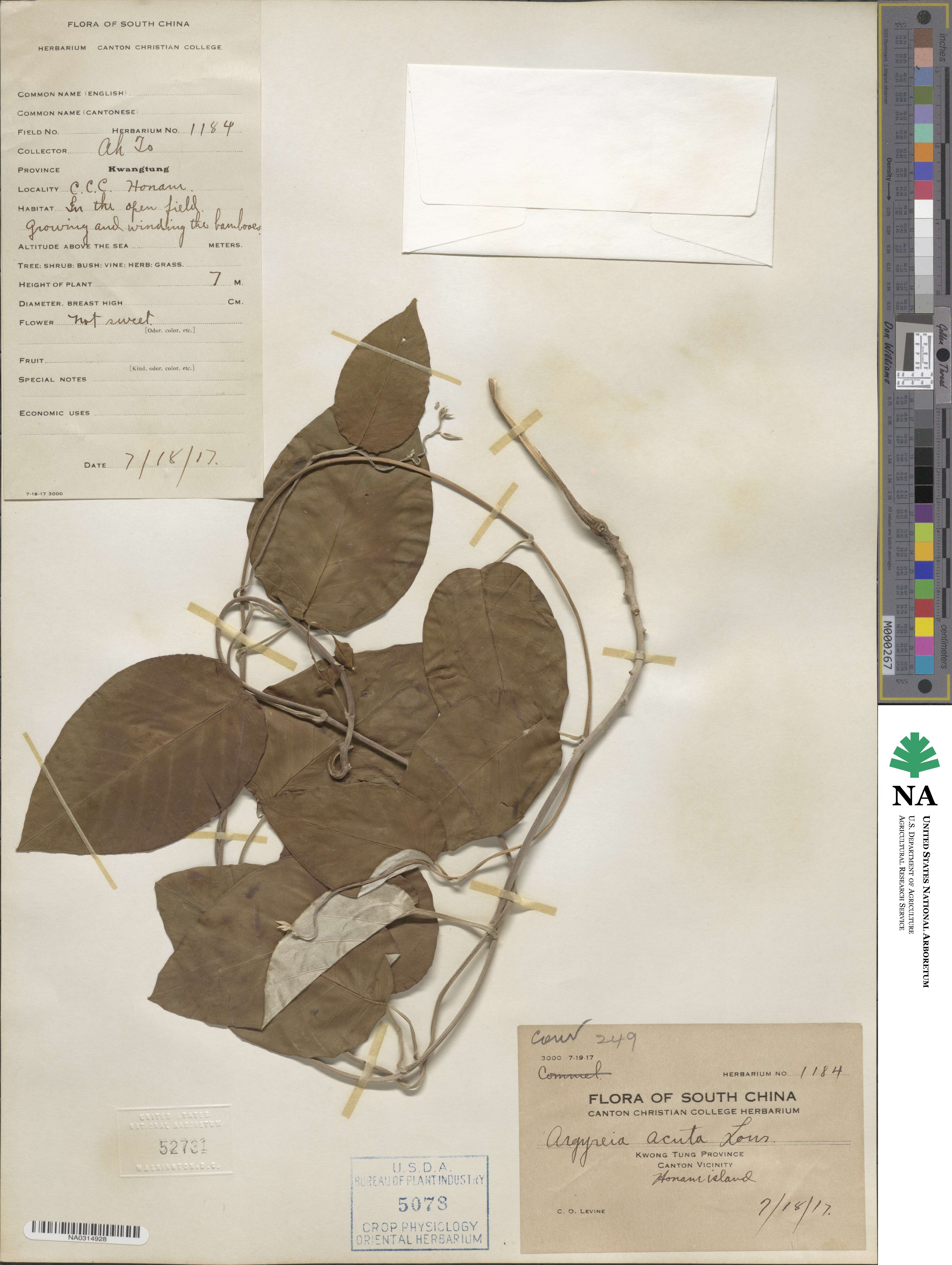 Ipomoea obtusifolia image