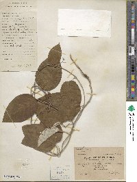 Ipomoea obtusifolia image