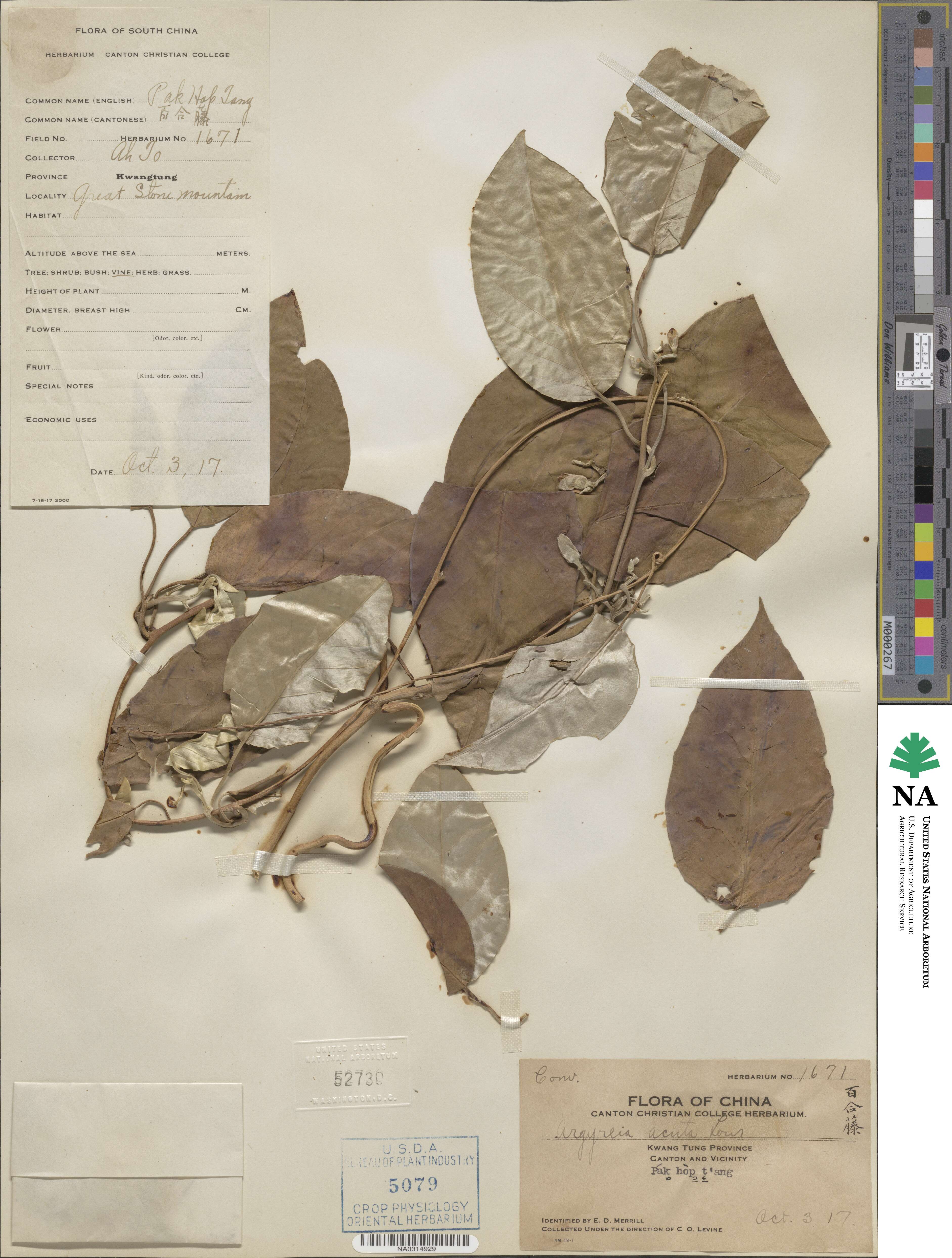 Ipomoea obtusifolia image