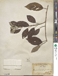 Ipomoea obtusifolia image