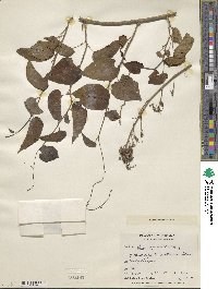 Ipomoea corymbosa image