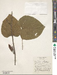 Image of Ipomoea beraviensis