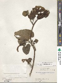 Ipomoea tiliifolia image