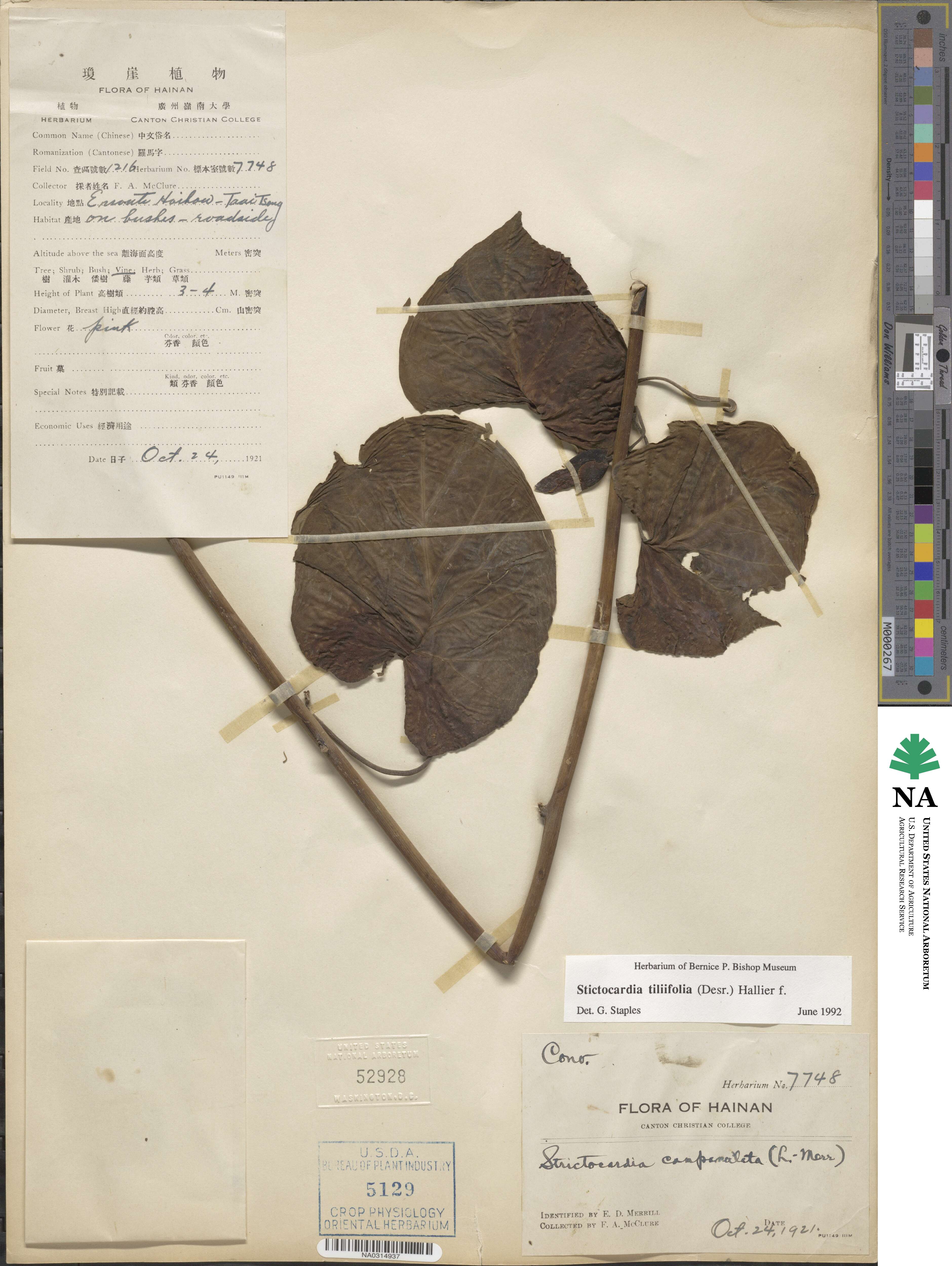 Ipomoea tiliifolia subsp. tiliifolia image