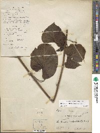 Ipomoea tiliifolia subsp. tiliifolia image