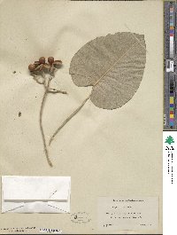 Ipomoea nervosa image