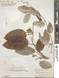 Ipomoea obtusifolia image