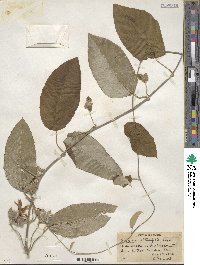 Ipomoea obtusifolia image