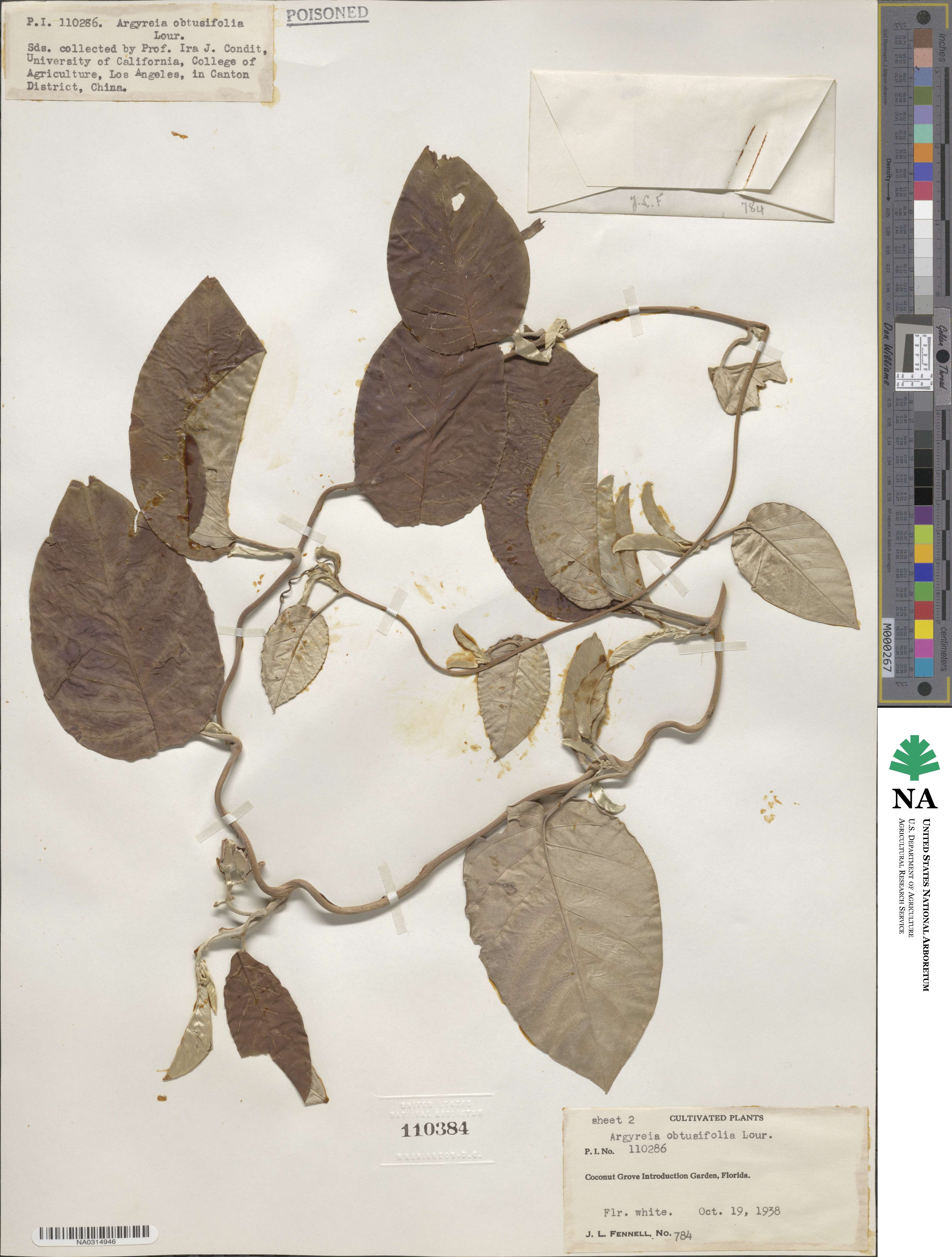 Ipomoea obtusifolia image