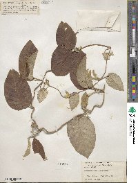 Ipomoea obtusifolia image