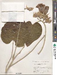 Ipomoea nervosa image