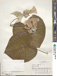 Ipomoea nervosa image