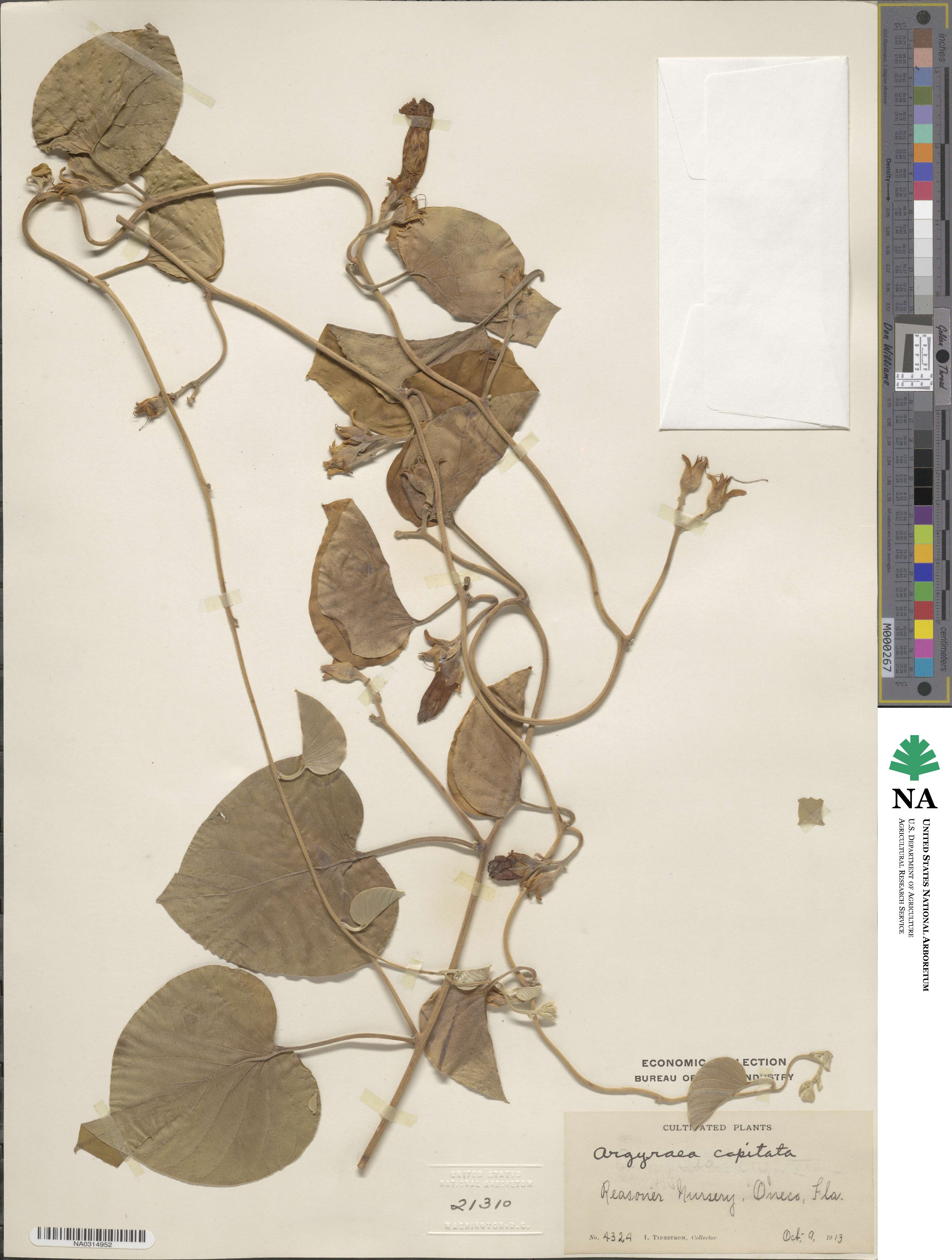 Ipomoea capitiformis image